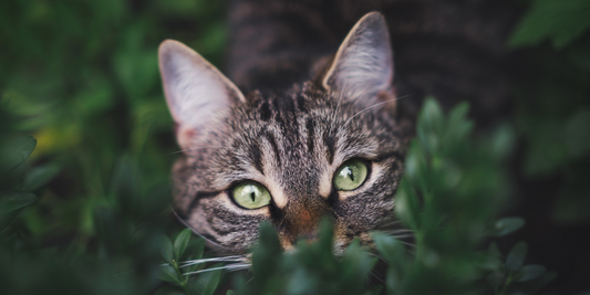 Durable Cat Collars: Finding the Best Collars for Outdoor Cats